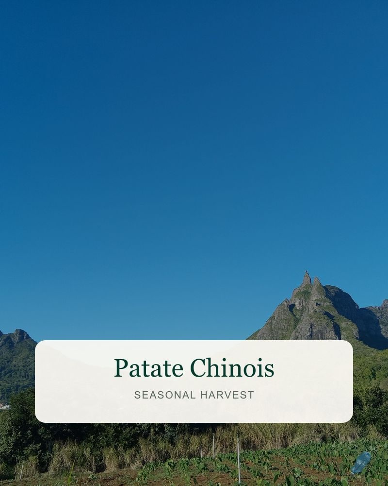 Patate Chinois from the DSP FreshDrop harvest
